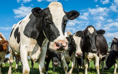 The network for aspiring dairy farmers and industry experts
