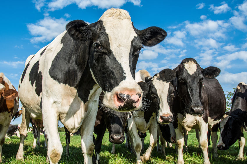 The network for aspiring dairy farmers and industry experts