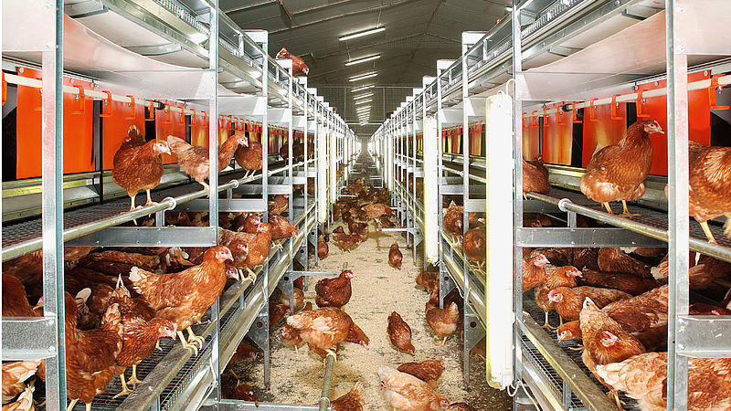 Clever solutions to make egg and poultry farms future-proof