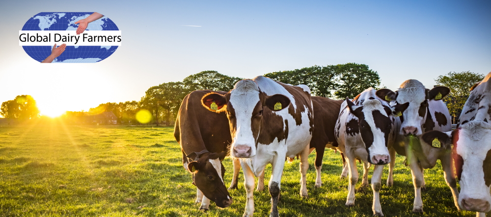 cows_inside